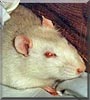 Vito the Rat