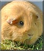Blossom the Guinea pig