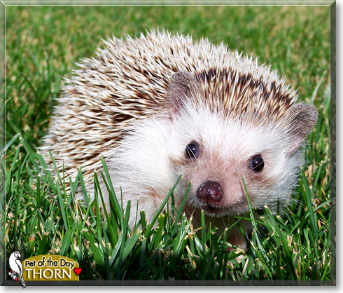 Thorn, the Pet of the Day Thorn, the Pet of the Day