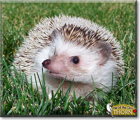 Thorn, the Pet of the Day Thorn, the Pet of the Day