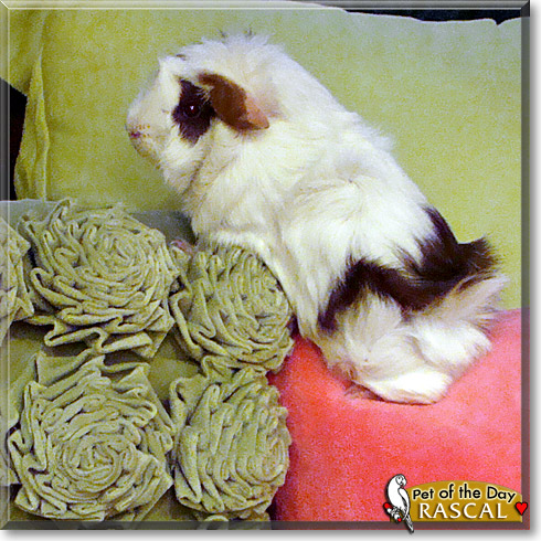 Rascal, the Pet of the Day Rascal, the Pet of the Day