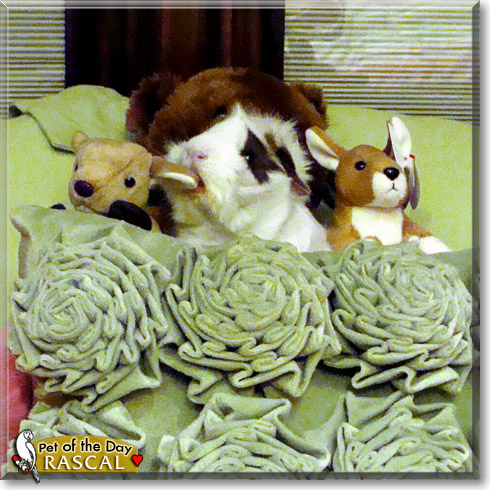Rascal, the Pet of the Day Rascal, the Pet of the Day