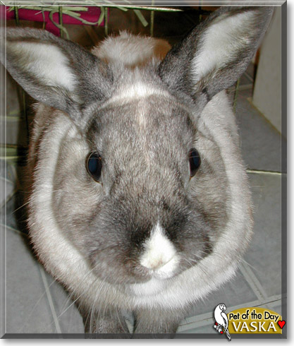 Vaska, the Pet of the Day Vaska, the Pet of the Day