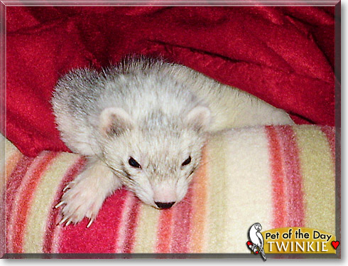 Twinkie, the Pet of the Day Twinkie, the Pet of the Day