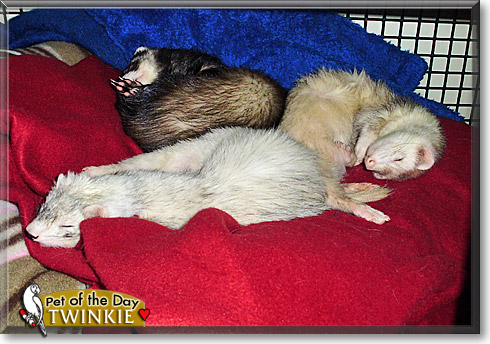 Twinkie, the Pet of the Day Twinkie, the Pet of the Day