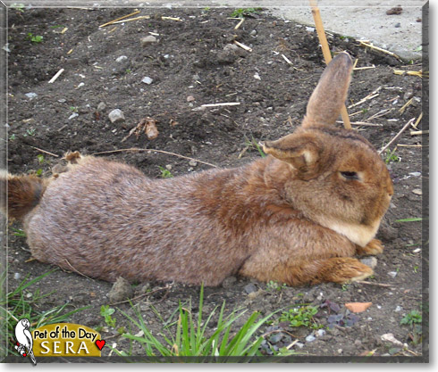 Sera, the Pet of the Day