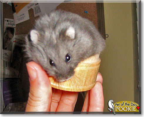 Pookie, the Pet of the Day Pookie, the Pet of the Day