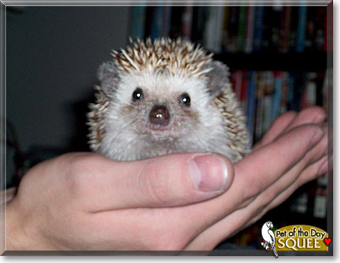 Squee, the Pet of the Day