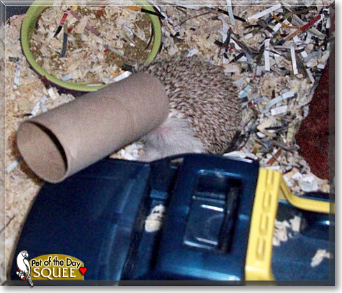 Squee, the Pet of the Day