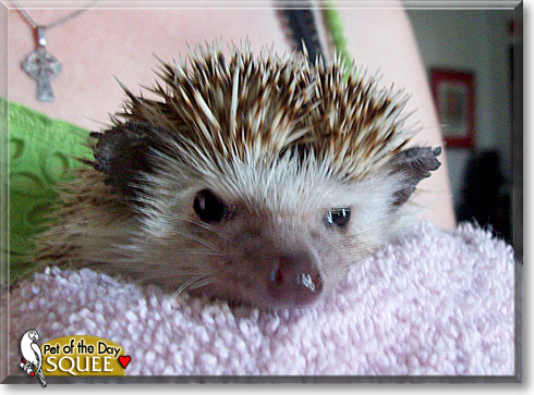 Squee, the Pet of the Day