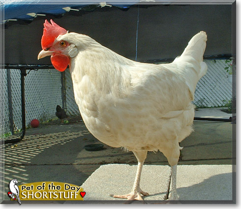 Shortstuff, the Pet of the Day Shortstuff, the Pet of the Day