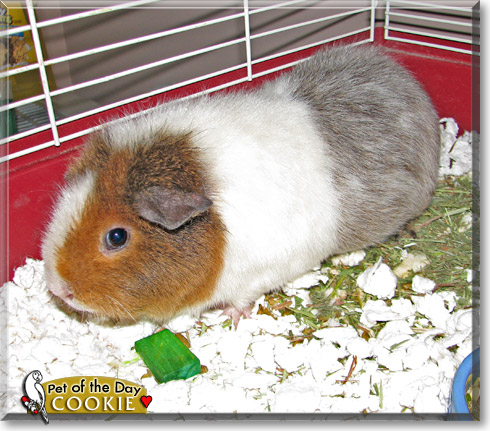 Cookie, the Pet of the Day Cookie, the Pet of the Day