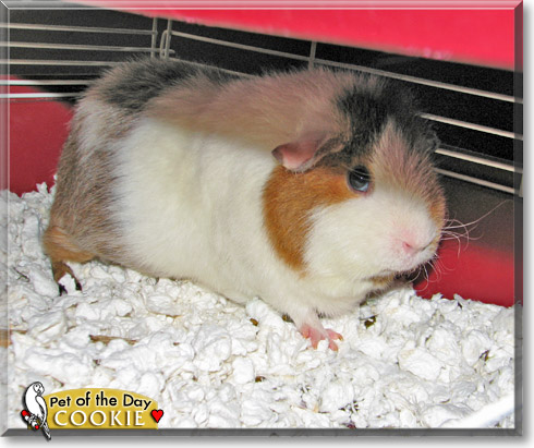 Cookie, the Pet of the Day Cookie, the Pet of the Day