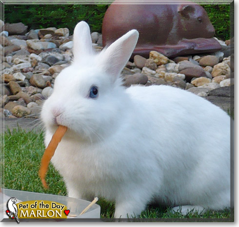 Marlon, the Pet of the Day