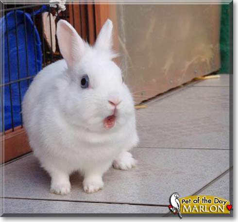 Marlon, the Pet of the Day