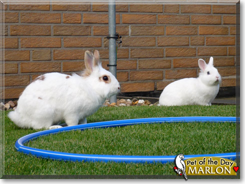 Marlon, the Pet of the Day