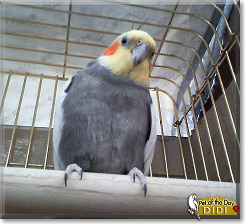 Didi, the Pet of the Day