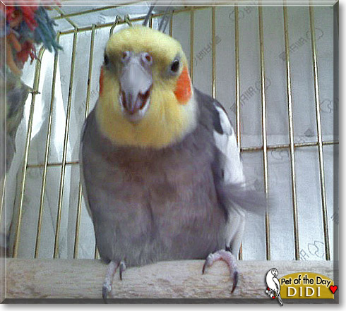 Didi, the Pet of the Day Didi, the Pet of the Day