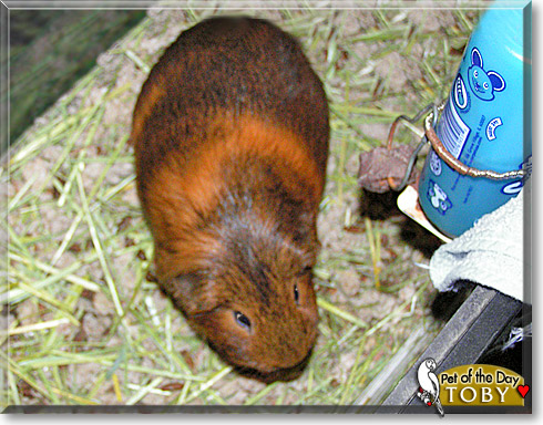 Toby, the Pet of the Day Toby, the Pet of the Day