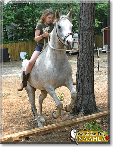 Naahla, the Pet of the Day Naahla, the Pet of the Day