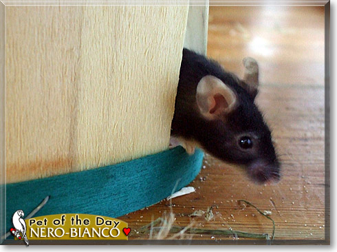 Nero Bianco, the Pet of the Day Nero Bianco, the Pet of the Day