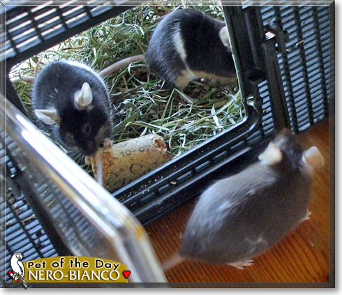 Nero Bianco, the Pet of the Day Nero Bianco, the Pet of the Day