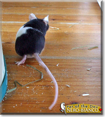 Nero Bianco, the Pet of the Day Nero Bianco, the Pet of the Day