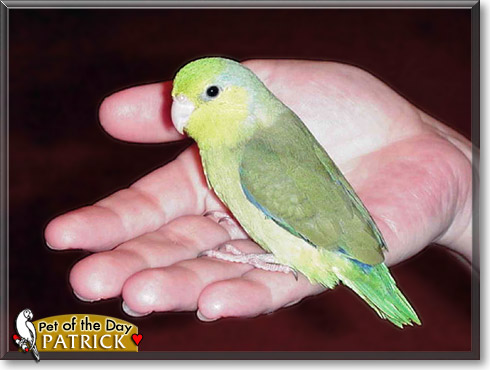 Patrick, the Pet of the Day Patrick, the Pet of the Day