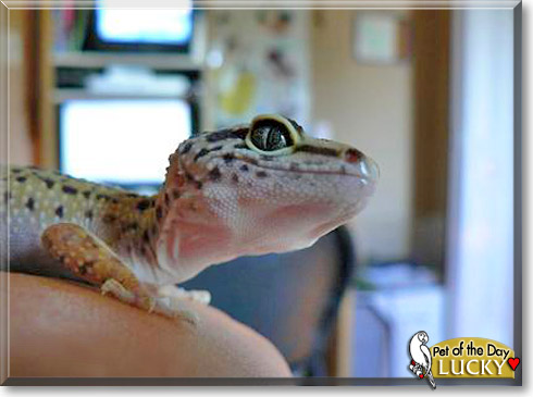 Lucky, the Pet of the Day Lucky, the Pet of the Day