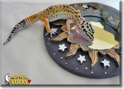 Lucky, the Pet of the Day
