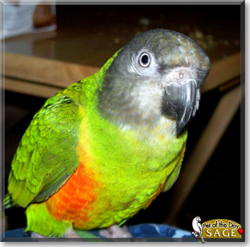 Sage, the Pet of the Day Sage, the Pet of the Day