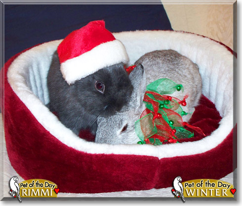 Rimmi and Winter, the Pet of the Day Rimmi and Winter, the Pet of the Day