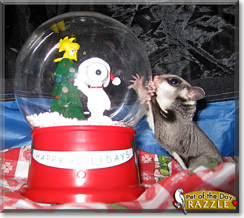 Razzle, the Pet of the Day Razzle, the Pet of the Day