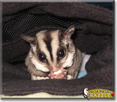 Razzle, the Pet of the Day