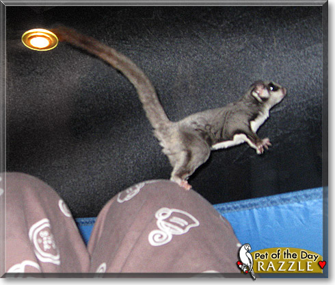Razzle, the Pet of the Day