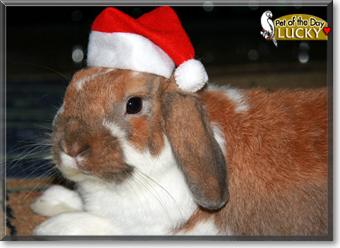 Lucky, the Pet of the Day
