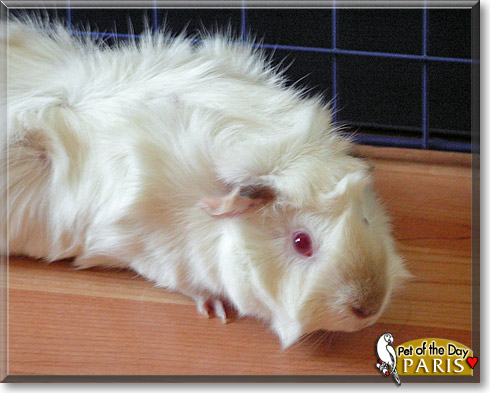 Paris, the Pet of the Day