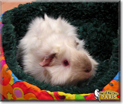Paris, the Pet of the Day