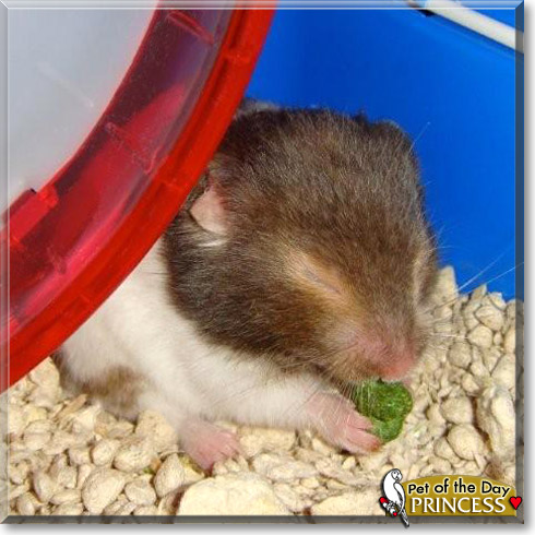 Princess, the Pet of the Day Princess, the Pet of the Day