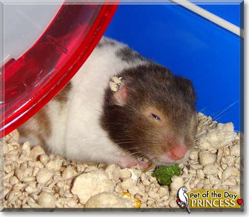 Princess, the Pet of the Day Princess, the Pet of the Day