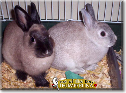 Thumperlina, the Pet of the Day