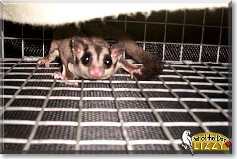 Lizzy, the Pet of the Day