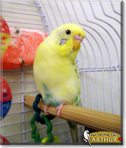 Arthur, the Pet of the Day