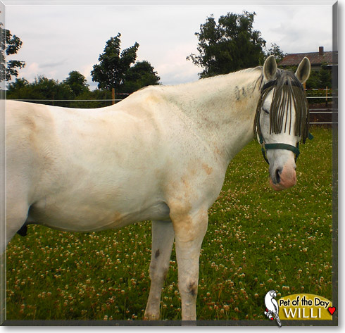 Willi, the Pet of the Day