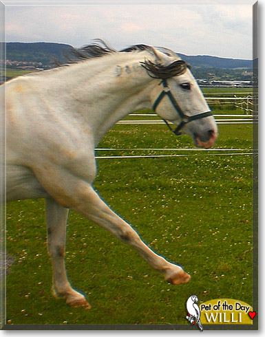 Willi, the Pet of the Day Willi, the Pet of the Day