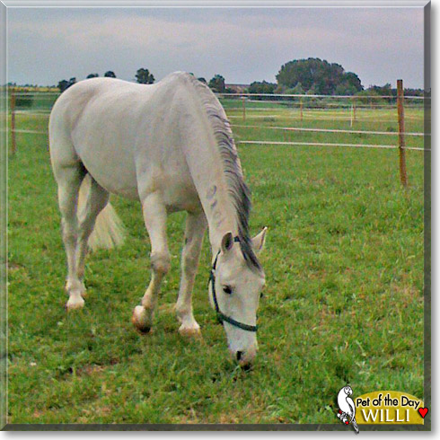 Willi, the Pet of the Day Willi, the Pet of the Day