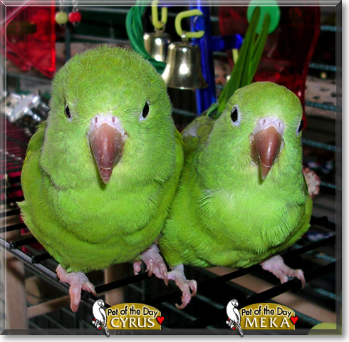 Cyrus and Meka, the Pet of the Day Cyrus and Meka, the Pet of the Day