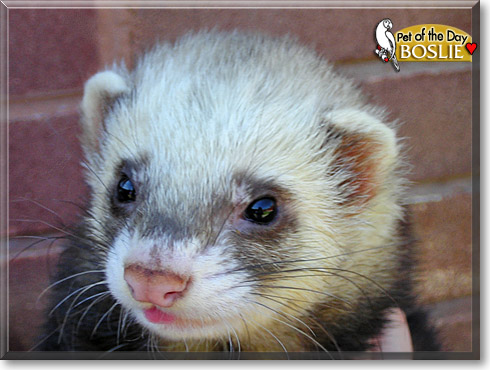 Boslie, the Pet of the Day Boslie, the Pet of the Day
