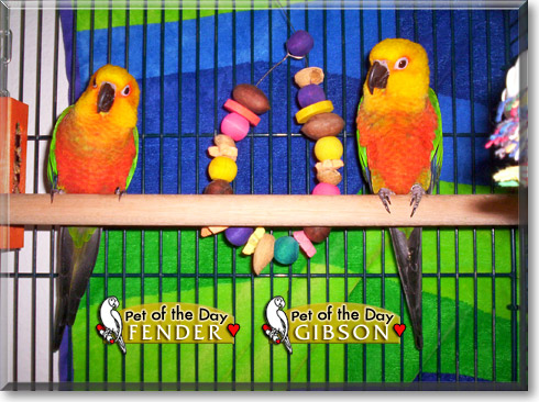 Fender, Gibson, the Pet of the Day Fender, Gibson, the Pet of the Day