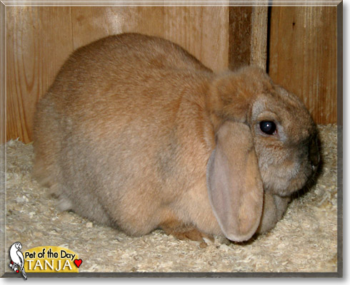 Tanja, the Pet of the Day